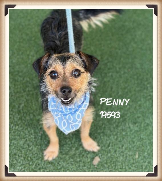 PENNY/JENNY, an adopted mixed breed in Marietta, GA image 3/6