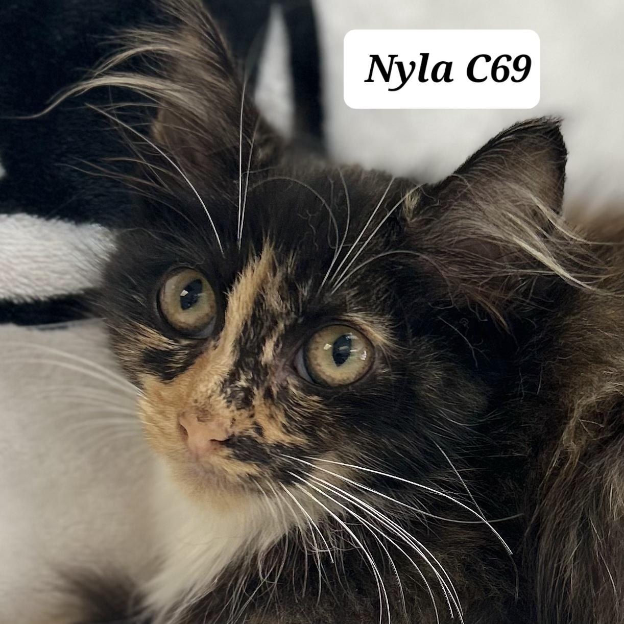 Nyla, ADOPTABLE, Kitten Female Domestic Long Hair.