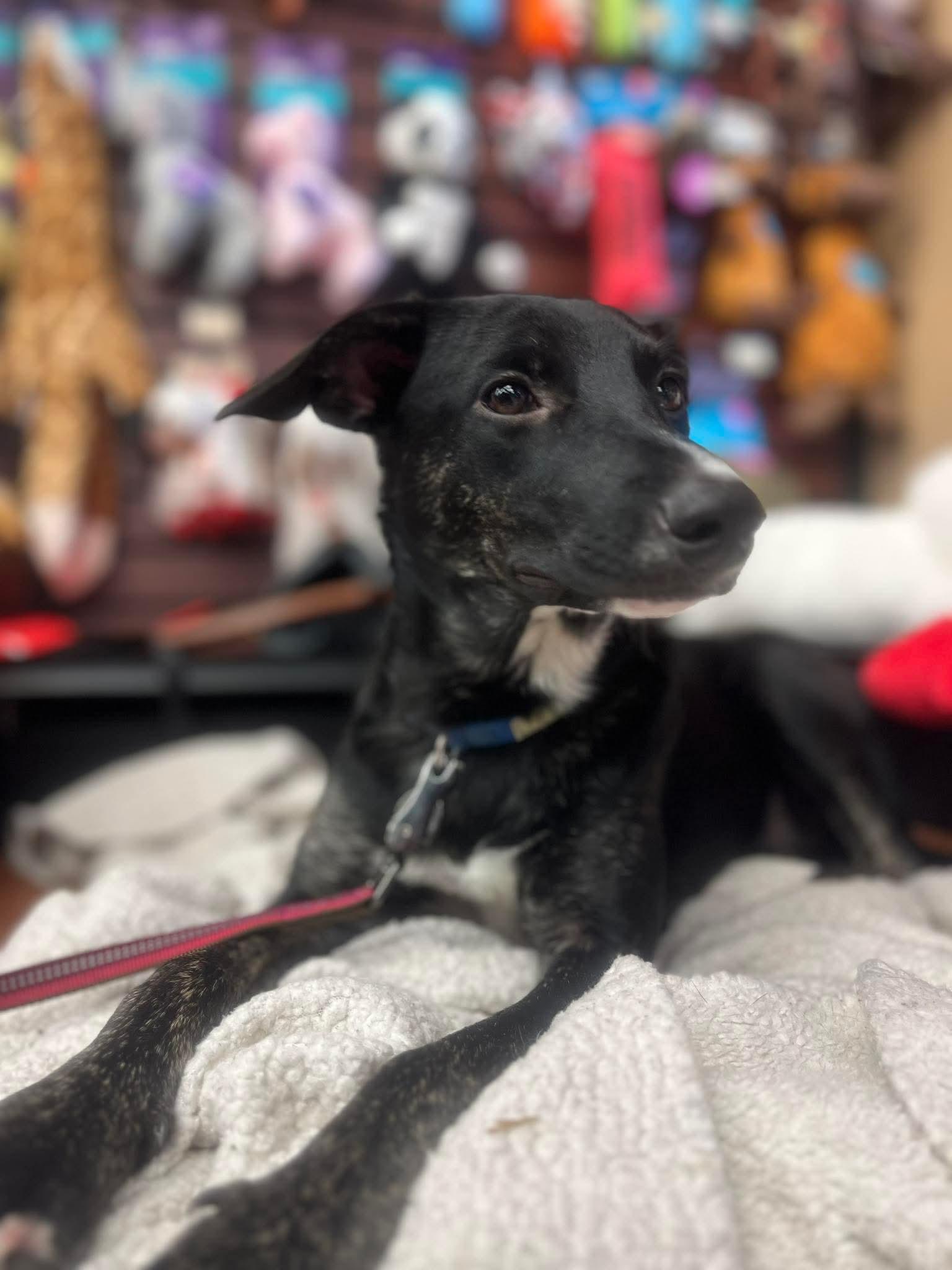 Jessie, adoptable, Puppy Female Mixed Breed.