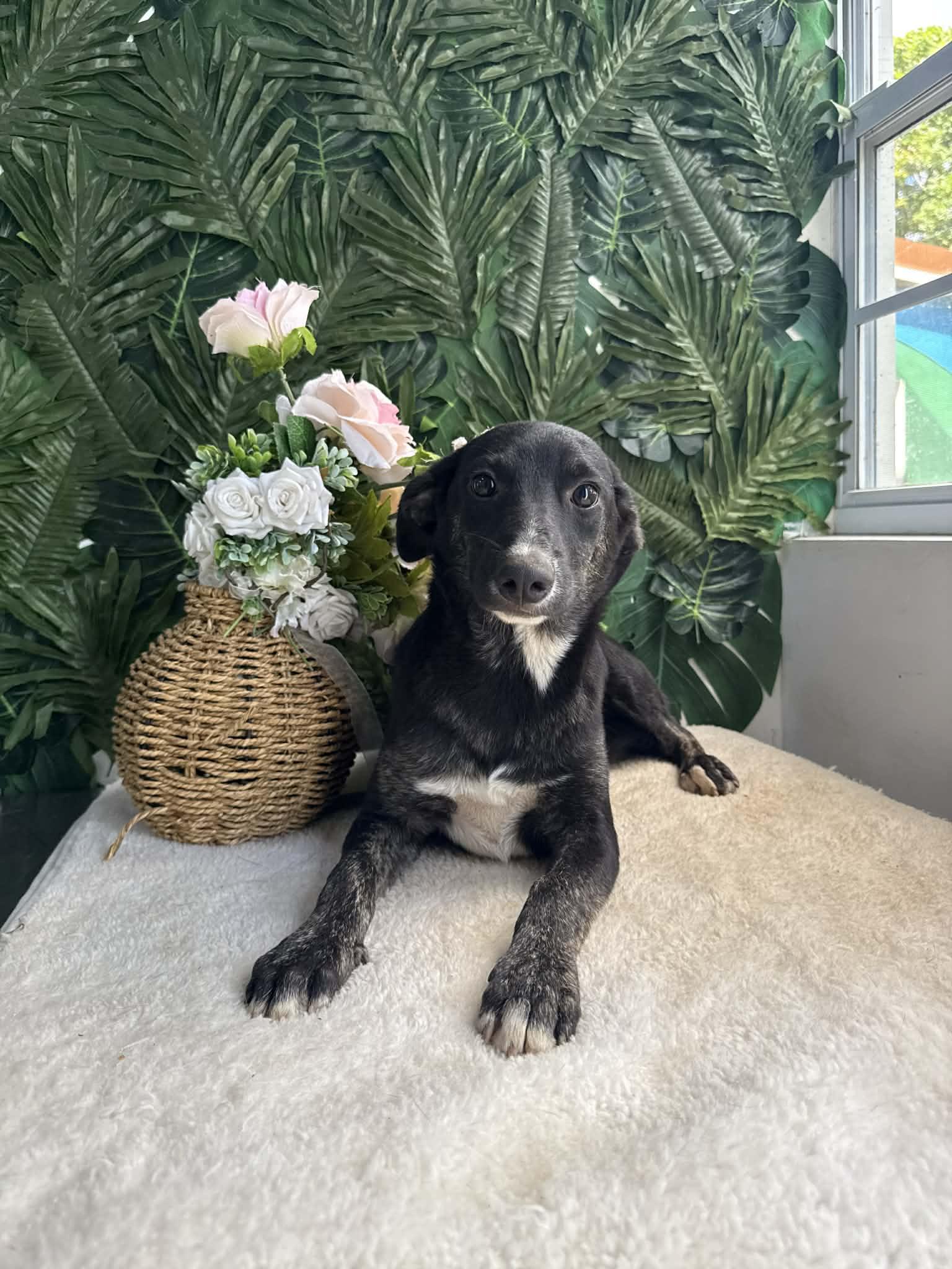 Enlarge Jessie, an adoptable Mixed Breed in Etobicoke, ON image 2/2