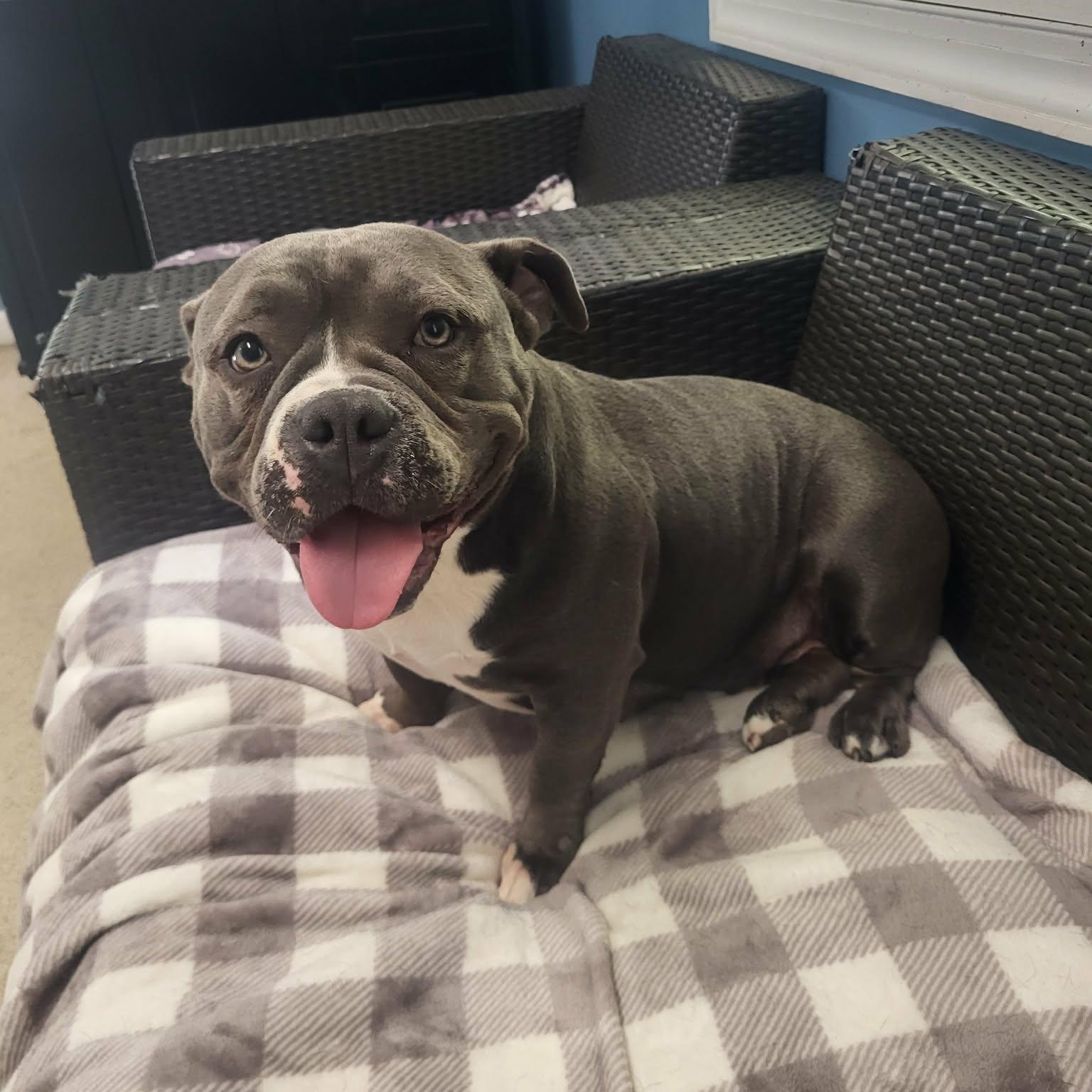 Poutine, ADOPTABLE, Young Female Bulldog & Pit Bull Terrier.