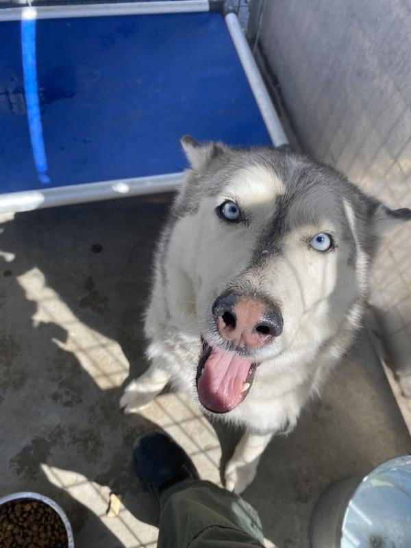 Enlarge Herby, a Adoptable mixed breed in Victorville, CA image 1/1