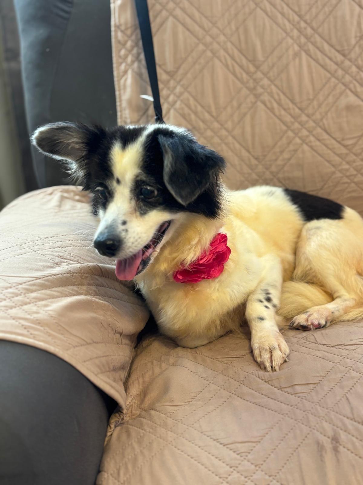 Enlarge ELARA, a Adoptable mixed breed in Boston, MA image 3/6