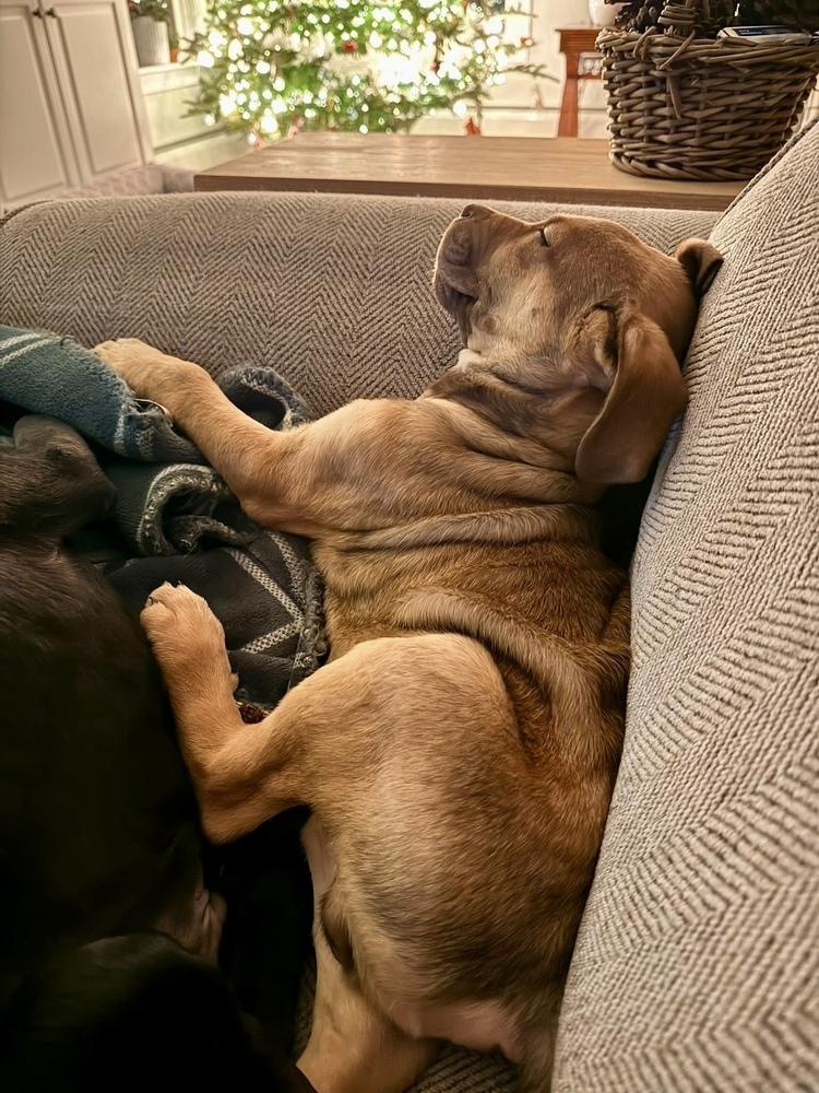 Salem, Adoptable, Puppy Male Labrador Retriever & Terrier.