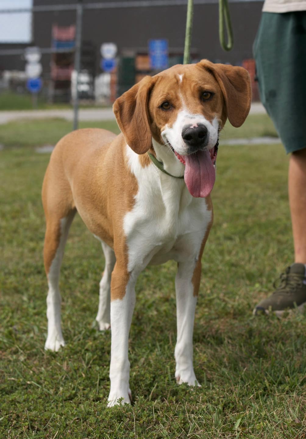 Enlarge Hank, a Adoptable mixed breed in Mount Sterling, KY image 1/2