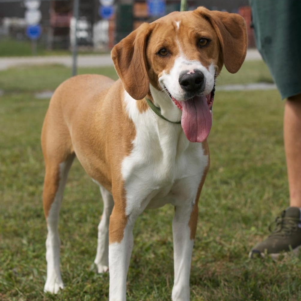 Enlarge Hank, a Adoptable mixed breed in Mount Sterling, KY image 1/3