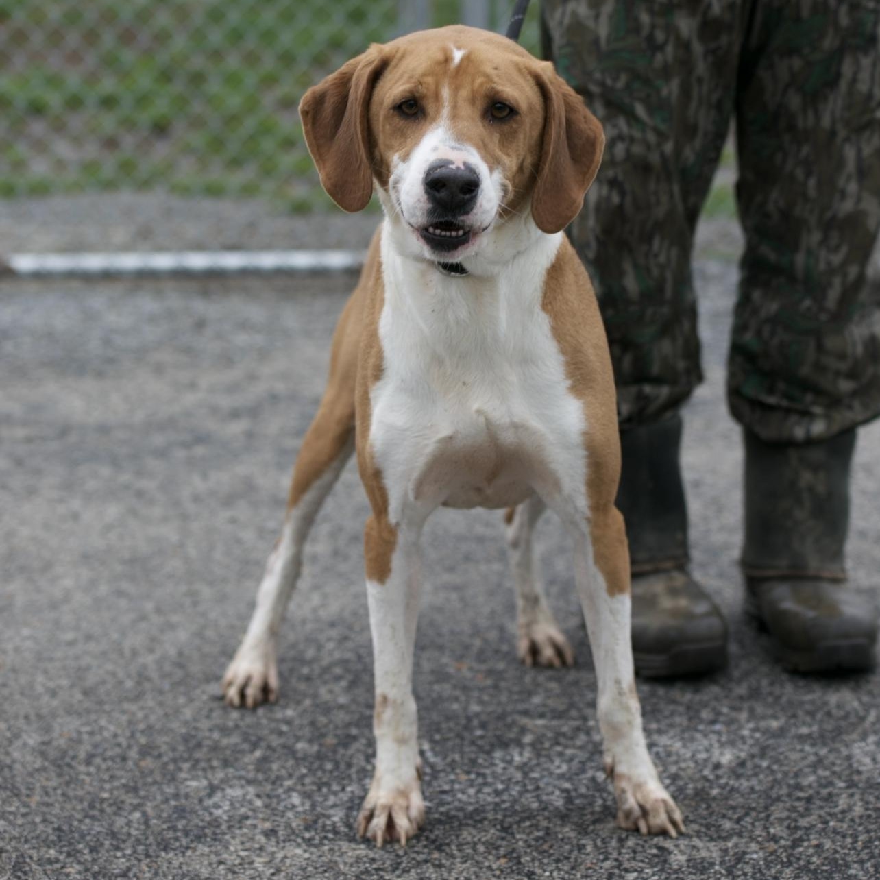 Enlarge Hank, a Adoptable mixed breed in Mount Sterling, KY image 3/3