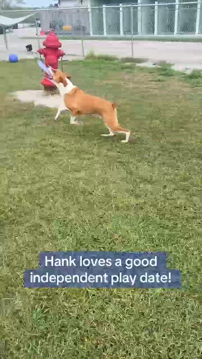 Enlarge Hank, a Adoptable mixed breed in Mount Sterling, KY video 2/2
