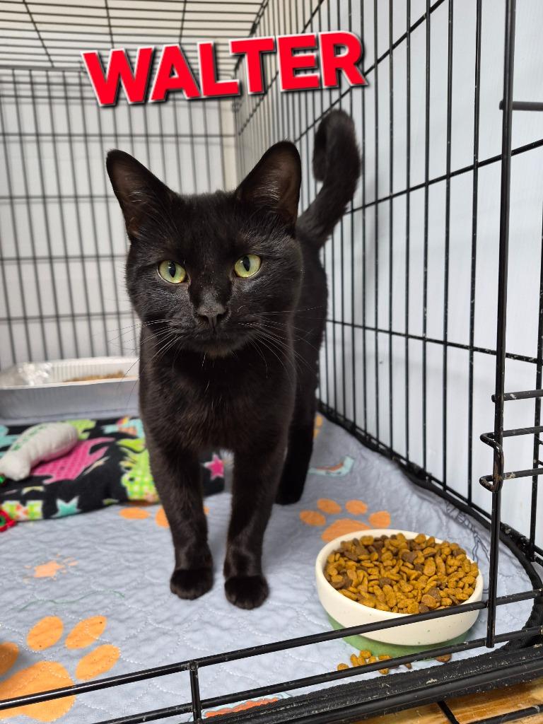 Enlarge Walter, a Adoptable mixed breed in Rome, GA image 1/1