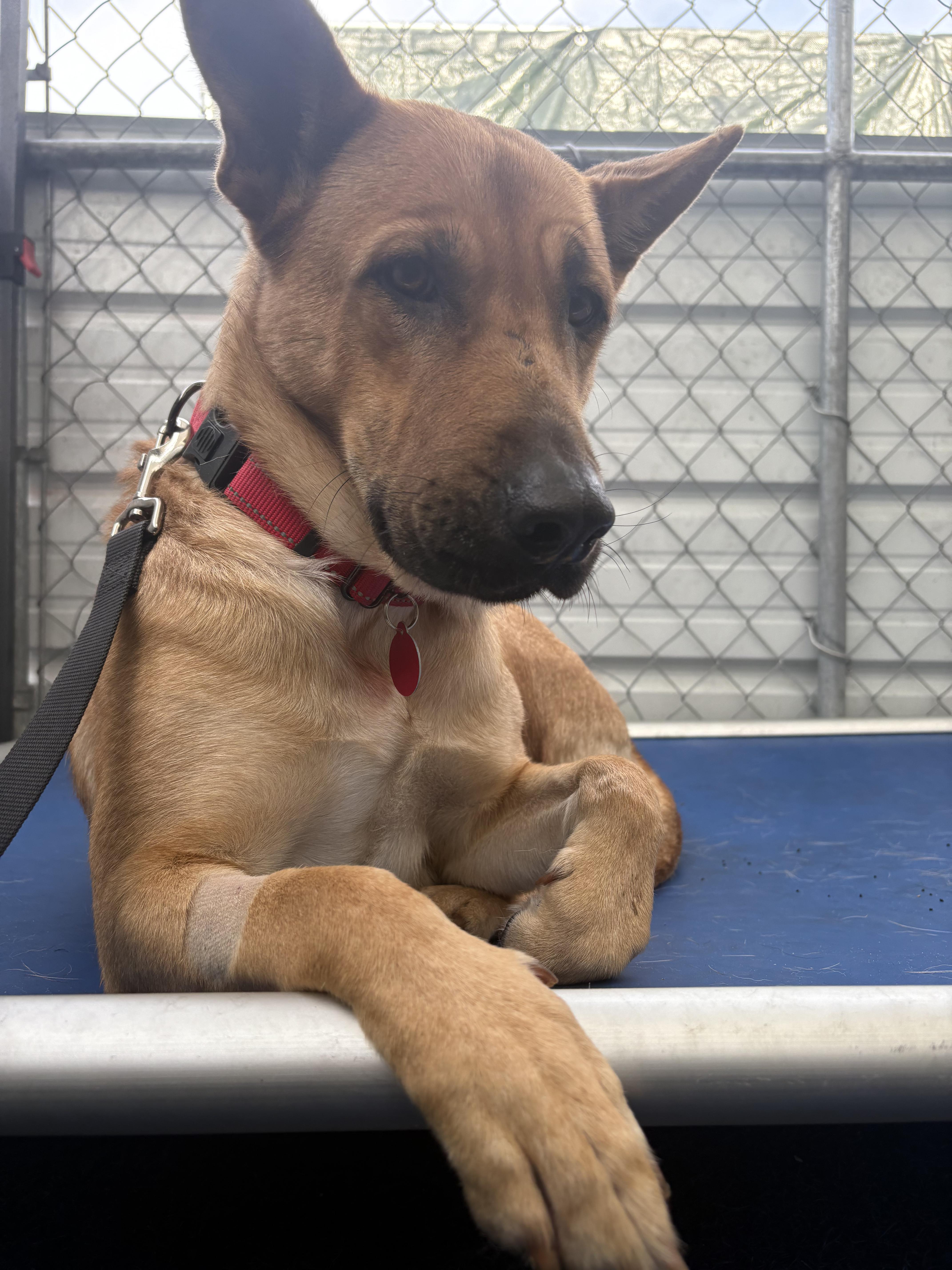 Enlarge Chanelle, an adopted mixed breed in San Diego, CA image 2/5