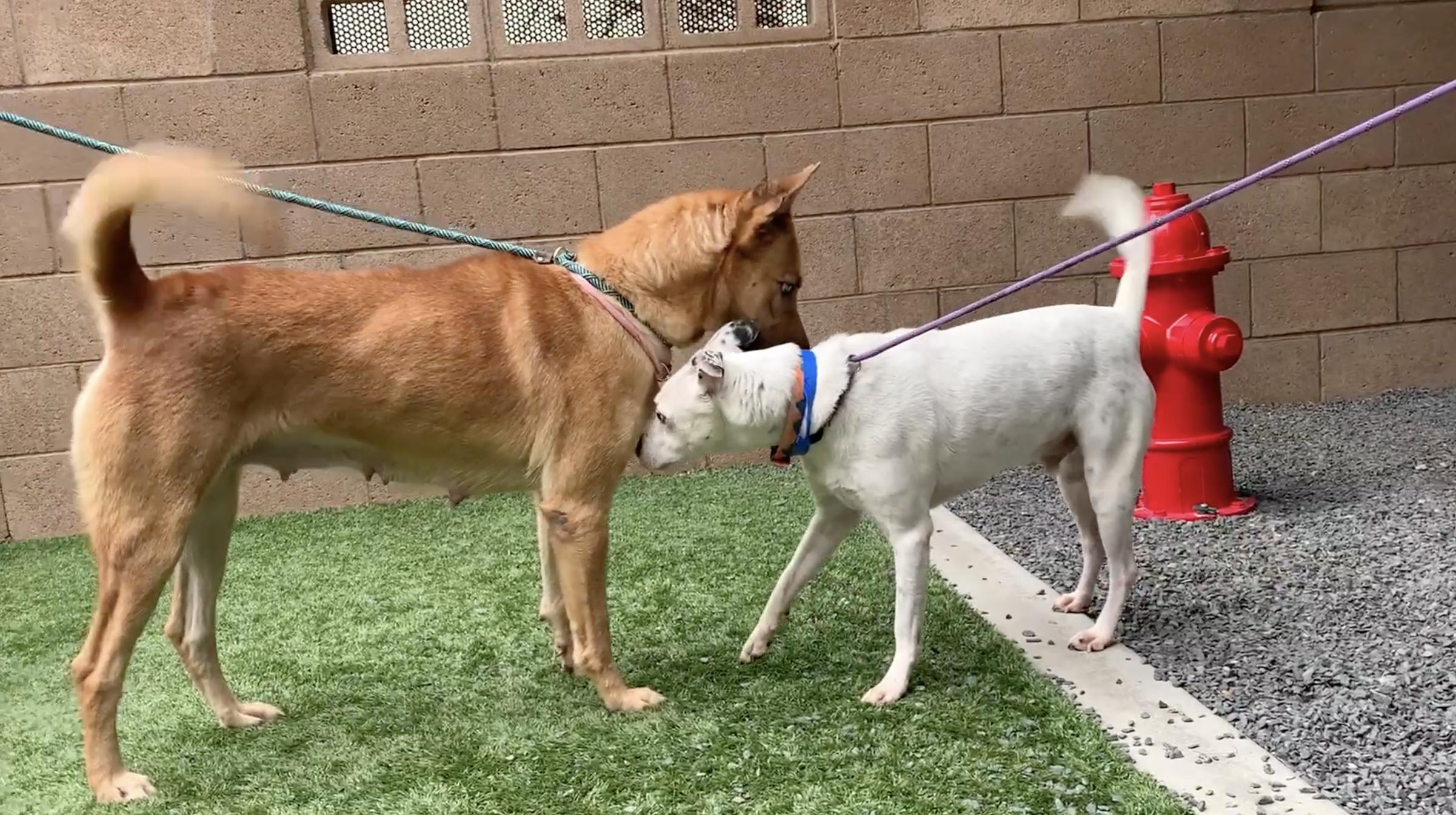 Enlarge Chanelle, an adopted mixed breed in San Diego, CA image 3/5