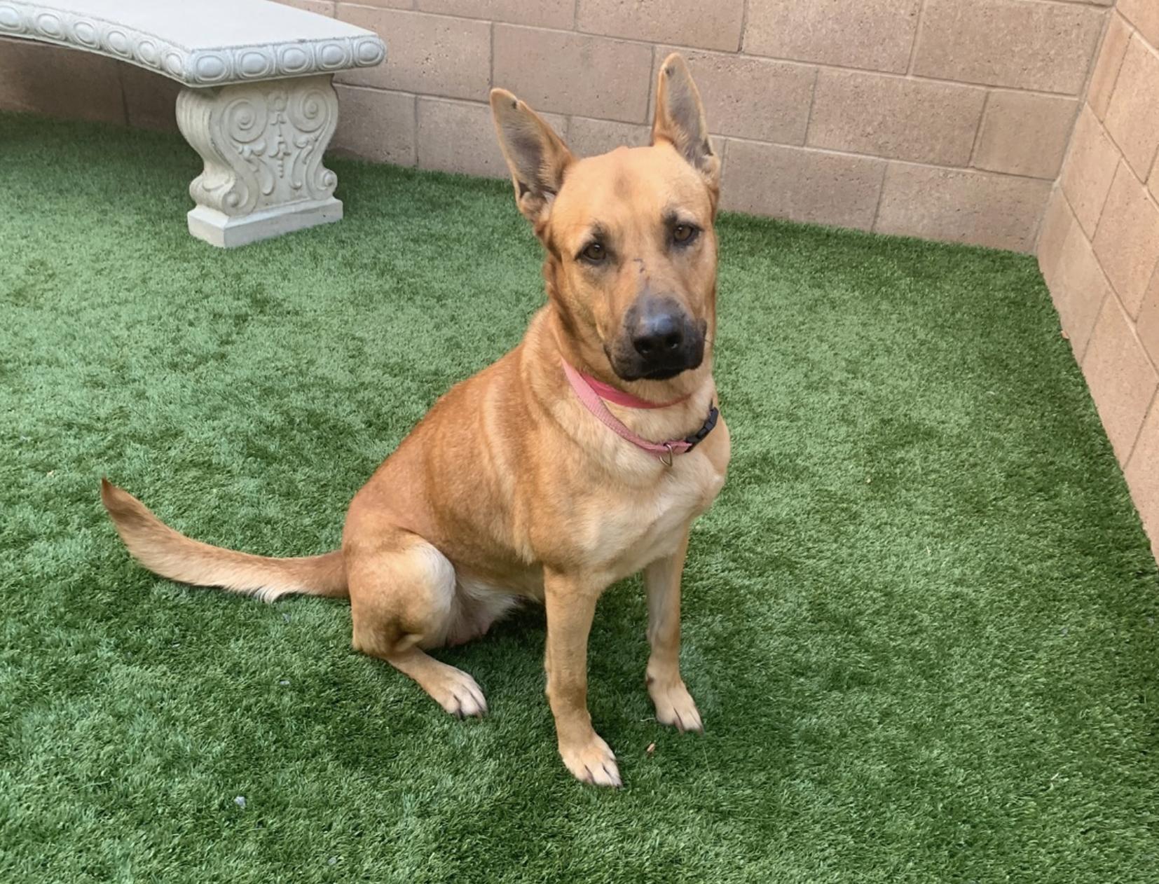 Enlarge Chanelle, an adopted mixed breed in San Diego, CA image 5/5