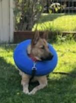 Enlarge Chanelle, an adopted mixed breed in San Diego, CA image 4/5