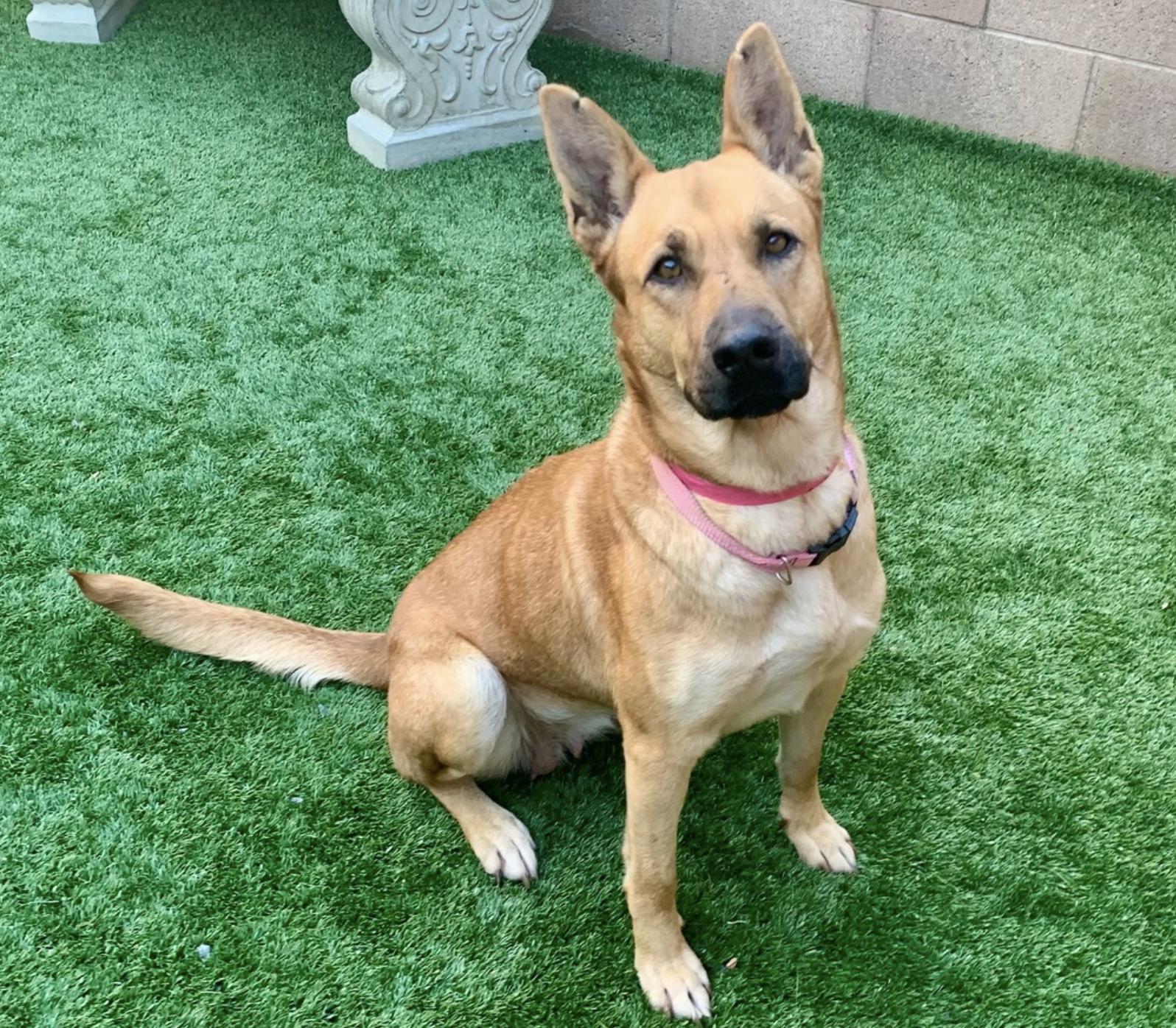 Chanelle, adopted, Young Female Shepherd.