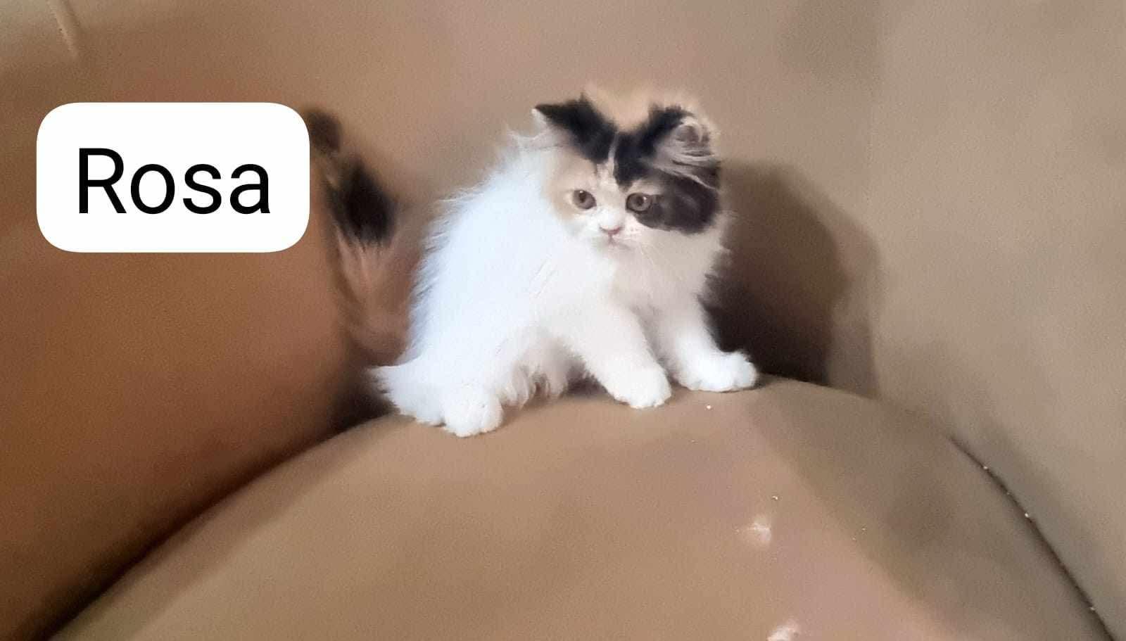 Rosa, Adoptable, Kitten Female Persian.