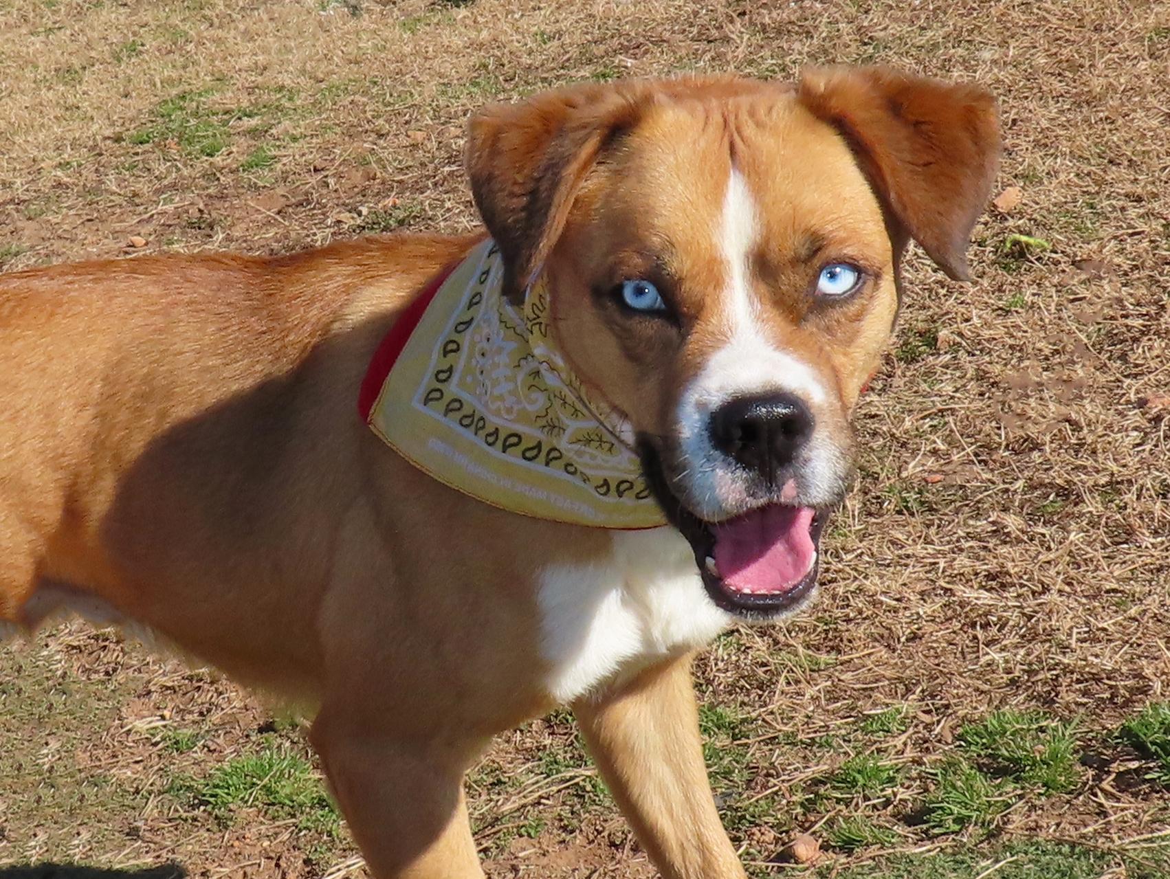 Enlarge Rocket Man  25C-86C, a ADOPTABLE mixed breed in Rogers, AR image 1/5
