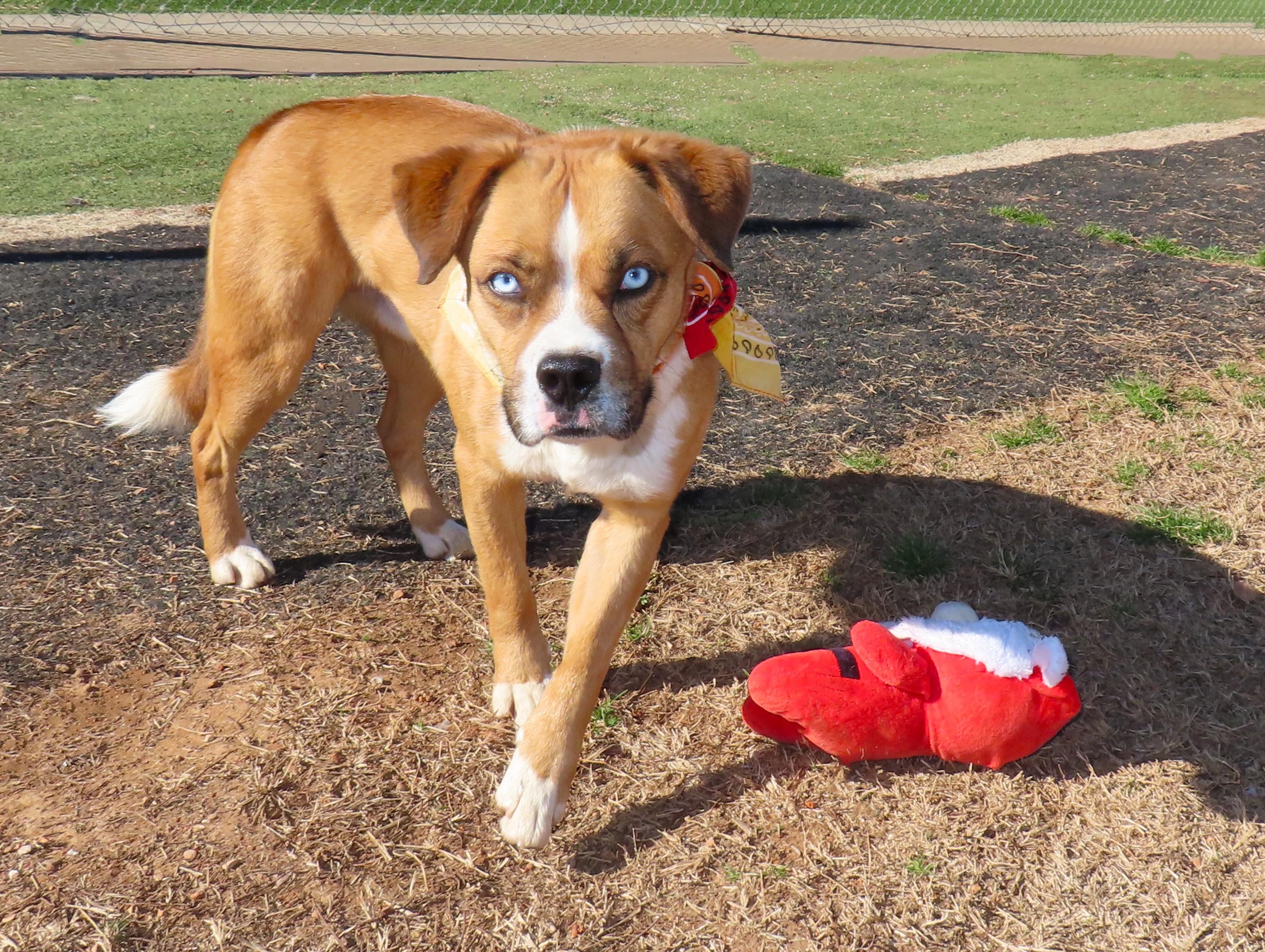 Enlarge Rocket Man  25C-86C, a ADOPTABLE mixed breed in Rogers, AR image 5/5