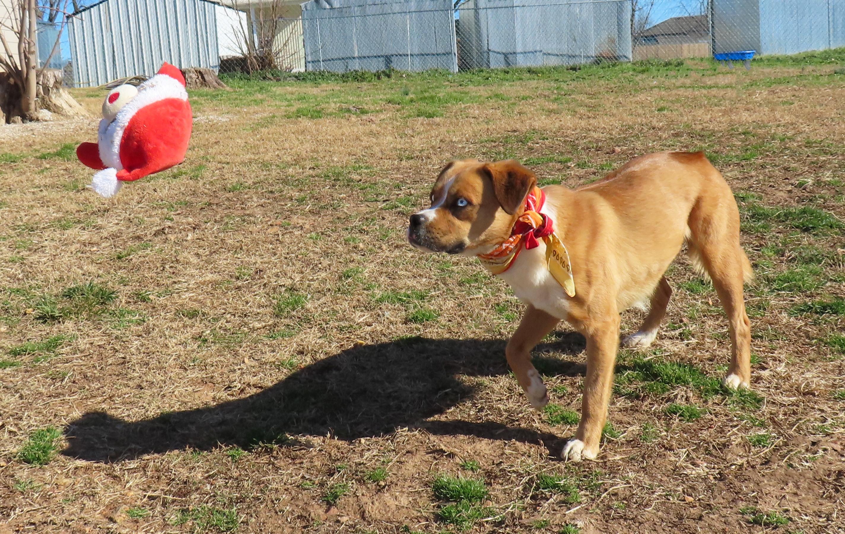 Enlarge Rocket Man  25C-86C, a ADOPTABLE mixed breed in Rogers, AR image 3/5