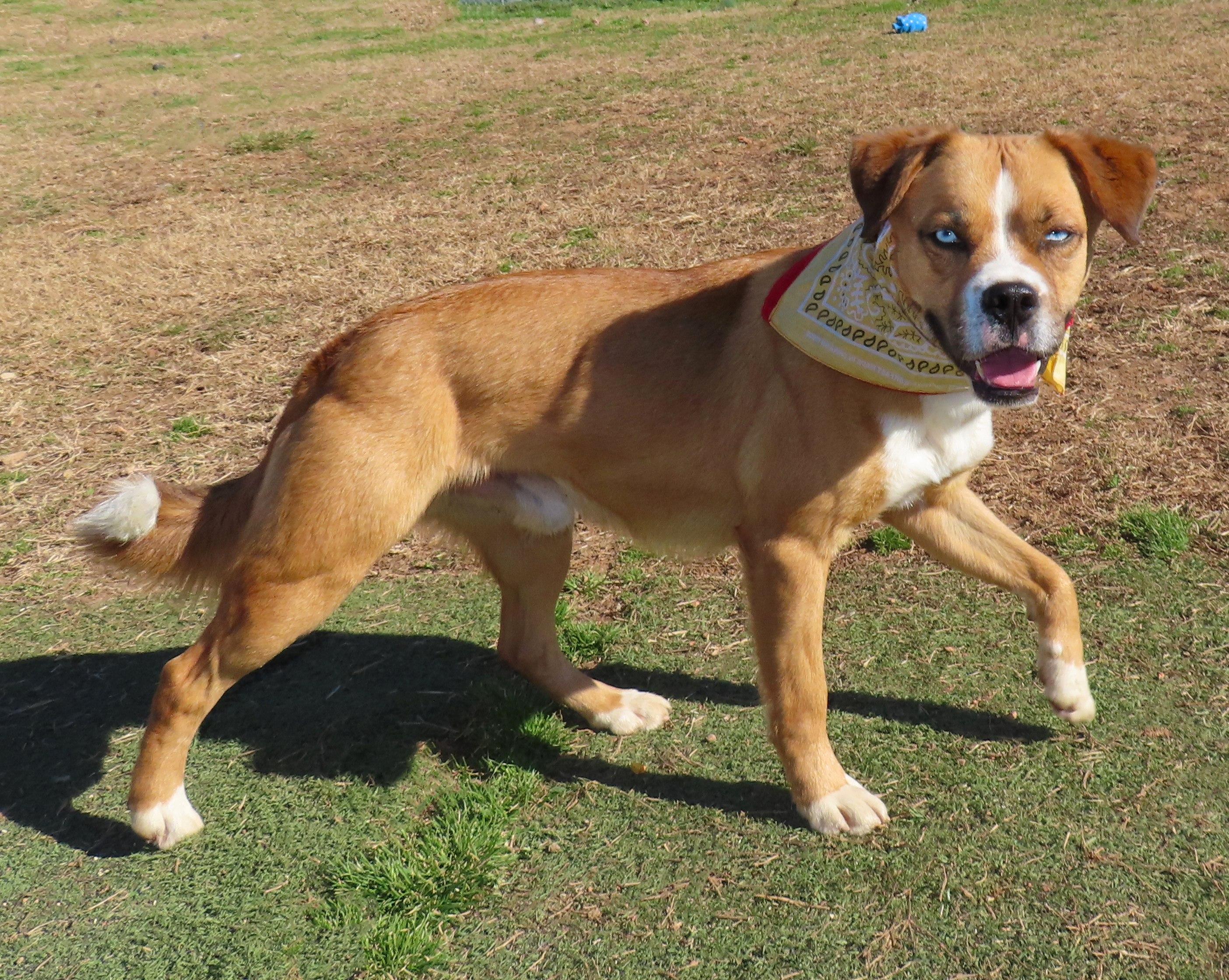 Enlarge Rocket Man  25C-86C, a ADOPTABLE mixed breed in Rogers, AR image 4/5