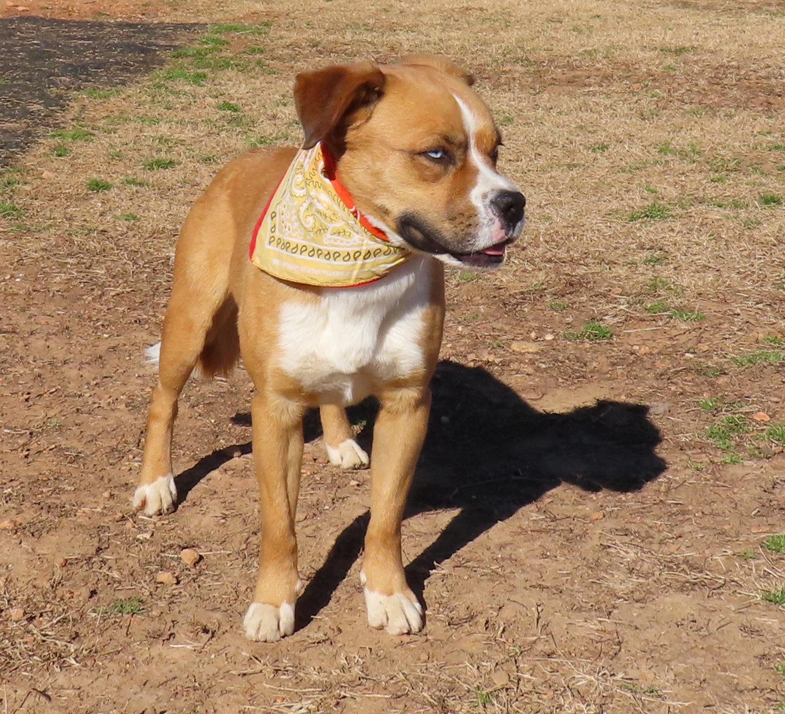 Enlarge Rocket Man  25C-86C, a ADOPTABLE mixed breed in Rogers, AR image 2/5