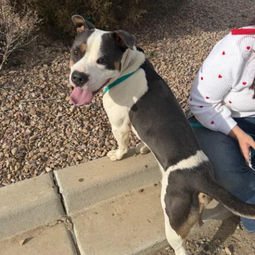 Dash, Adoptable, Young Male American Staffordshire Terrier & Mixed Breed.