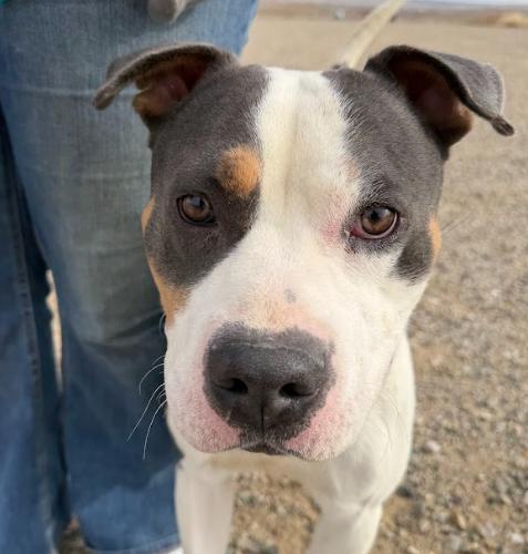 Enlarge Dash, a Adoptable mixed breed in Grand Junction, CO image 2/5