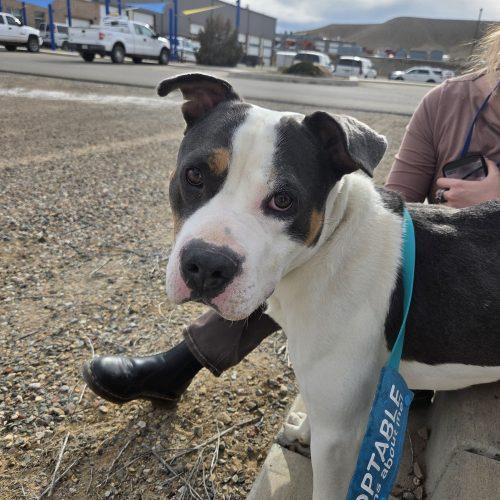 Enlarge Dash, a Adoptable mixed breed in Grand Junction, CO image 3/5