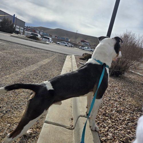 Enlarge Dash, a Adoptable mixed breed in Grand Junction, CO image 4/5