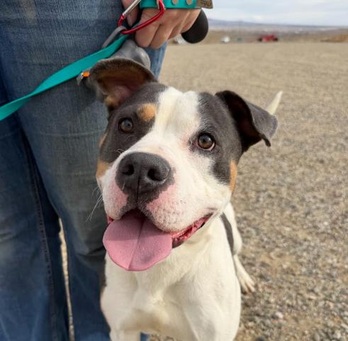 Enlarge Dash, a Adoptable mixed breed in Grand Junction, CO image 5/6