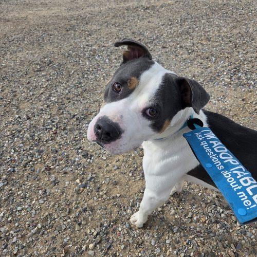 Enlarge Dash, a Adoptable mixed breed in Grand Junction, CO image 5/5