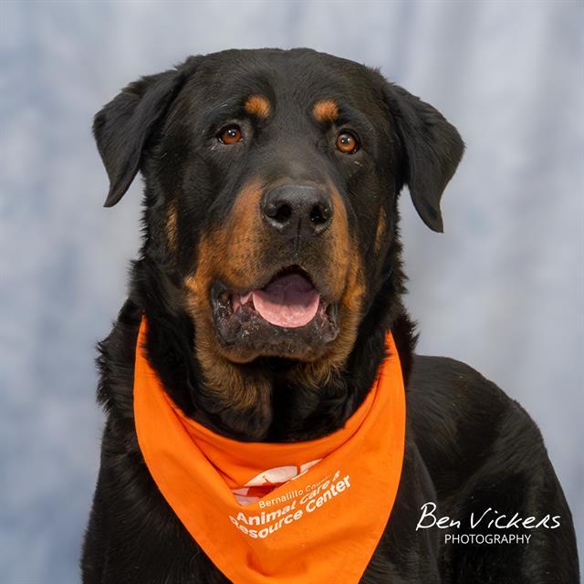 BARBADOS, Adoptable, Adult Male Rottweiler & Mixed Breed.
