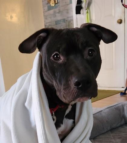 Enlarge Goggles, a Adoptable mixed breed in Fairfax, VA image 1/3