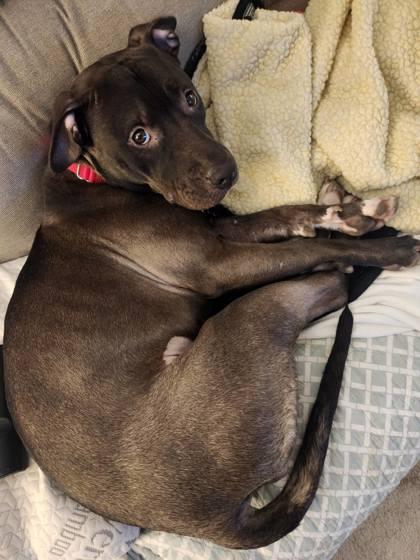 Enlarge Goggles, a Adoptable mixed breed in Fairfax, VA image 2/3