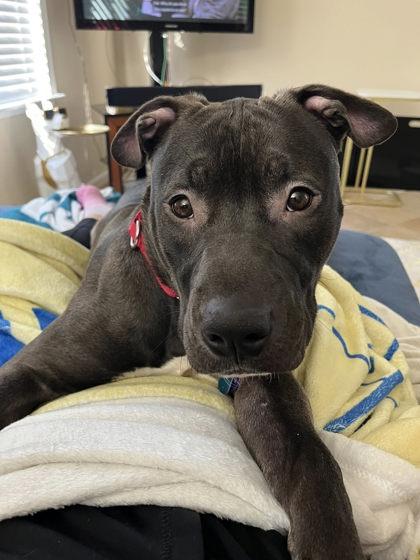 Enlarge Goggles, a Adoptable mixed breed in Fairfax, VA image 3/3