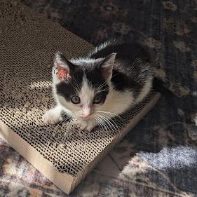 Ivan, Adoptable, Kitten Male Domestic Short Hair.