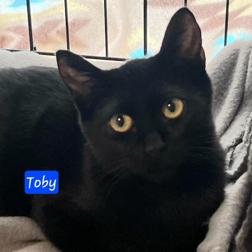 Toby, Adoptable, Kitten Male Domestic Short Hair.