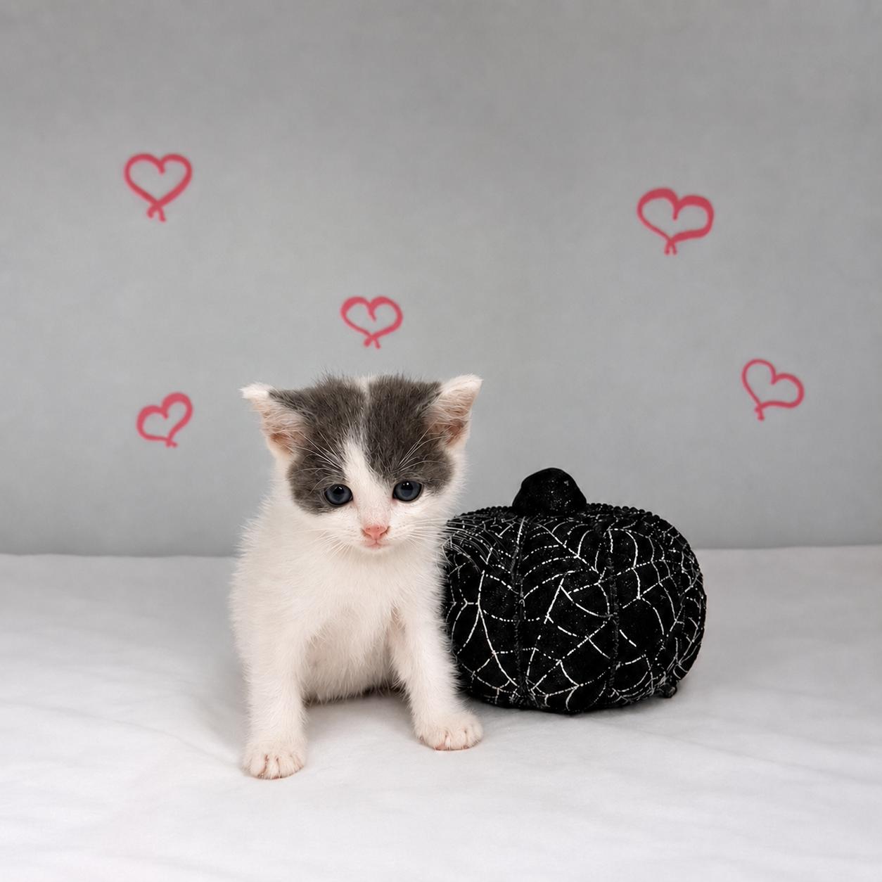Piglet, an adopted Domestic Short Hair in Orange, CA image 4/4