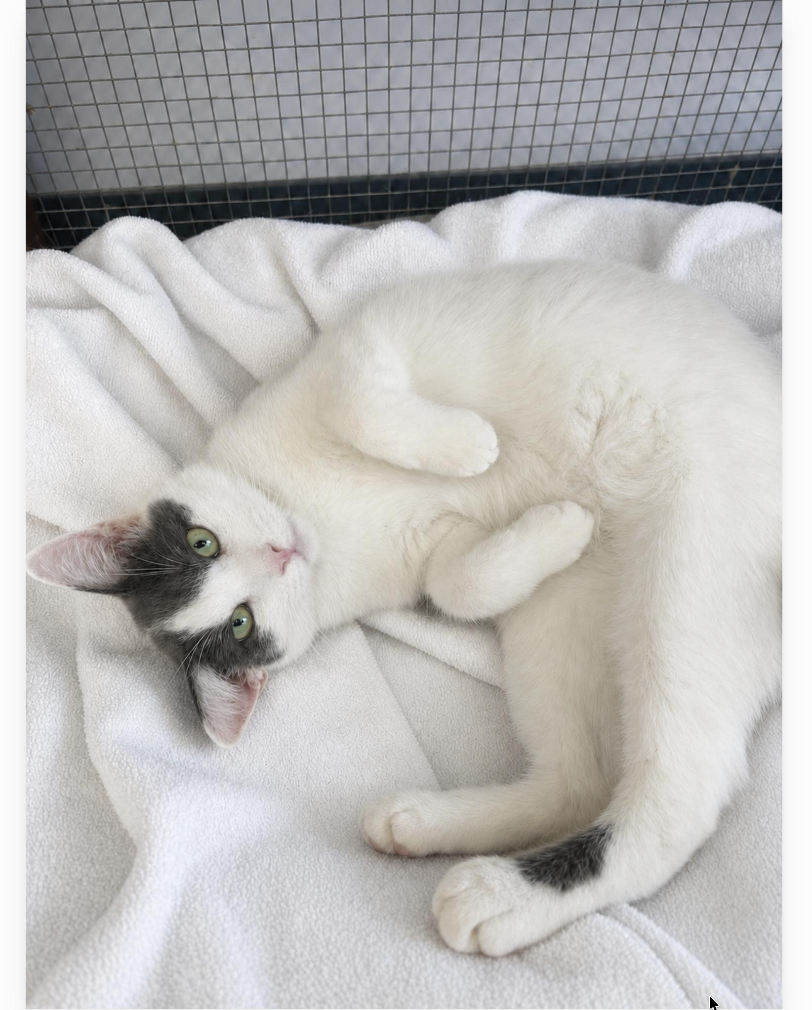 Piglet, an adopted Domestic Short Hair in Orange, CA image 3/4