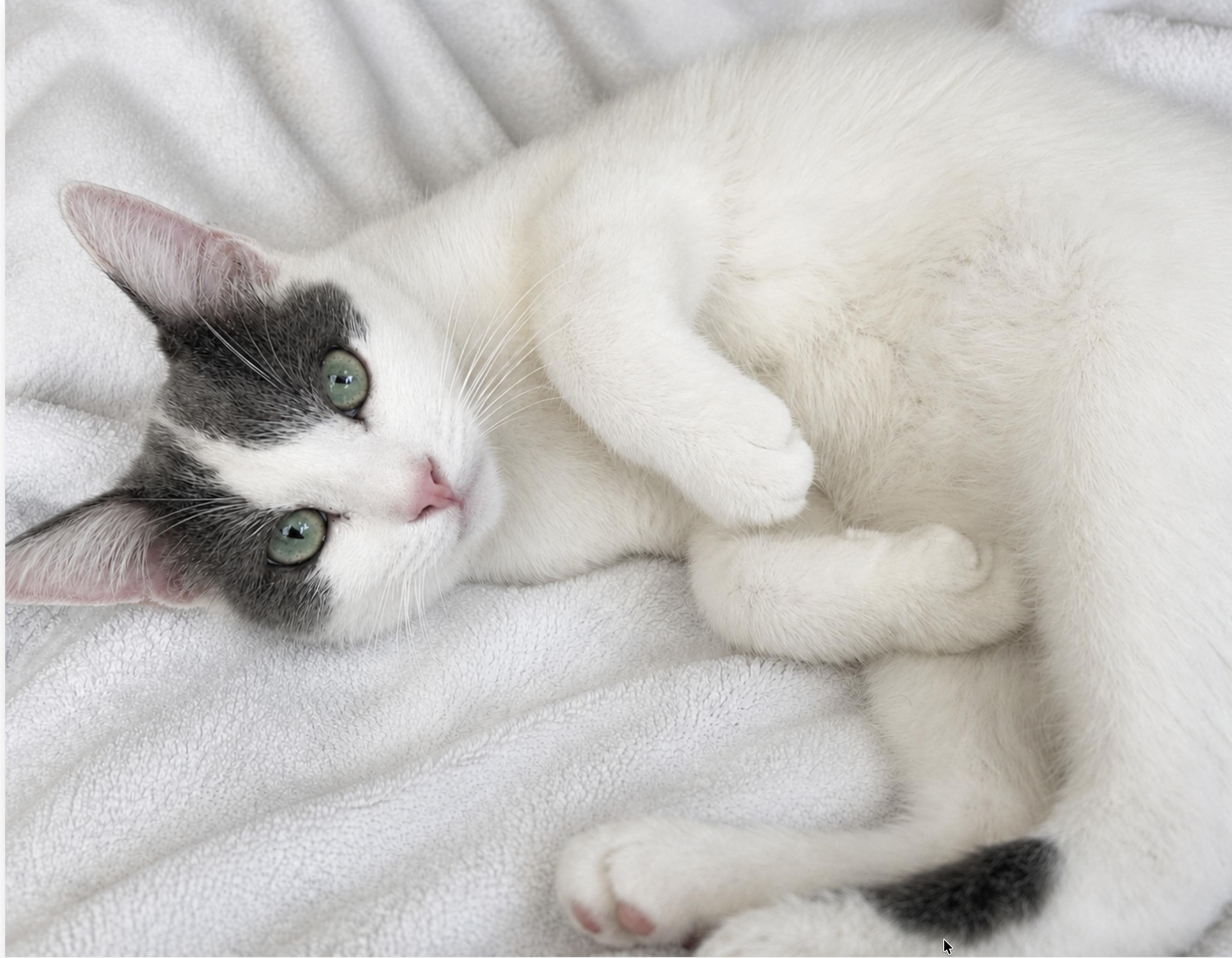 Piglet, adopted, Young Female Domestic Short Hair.