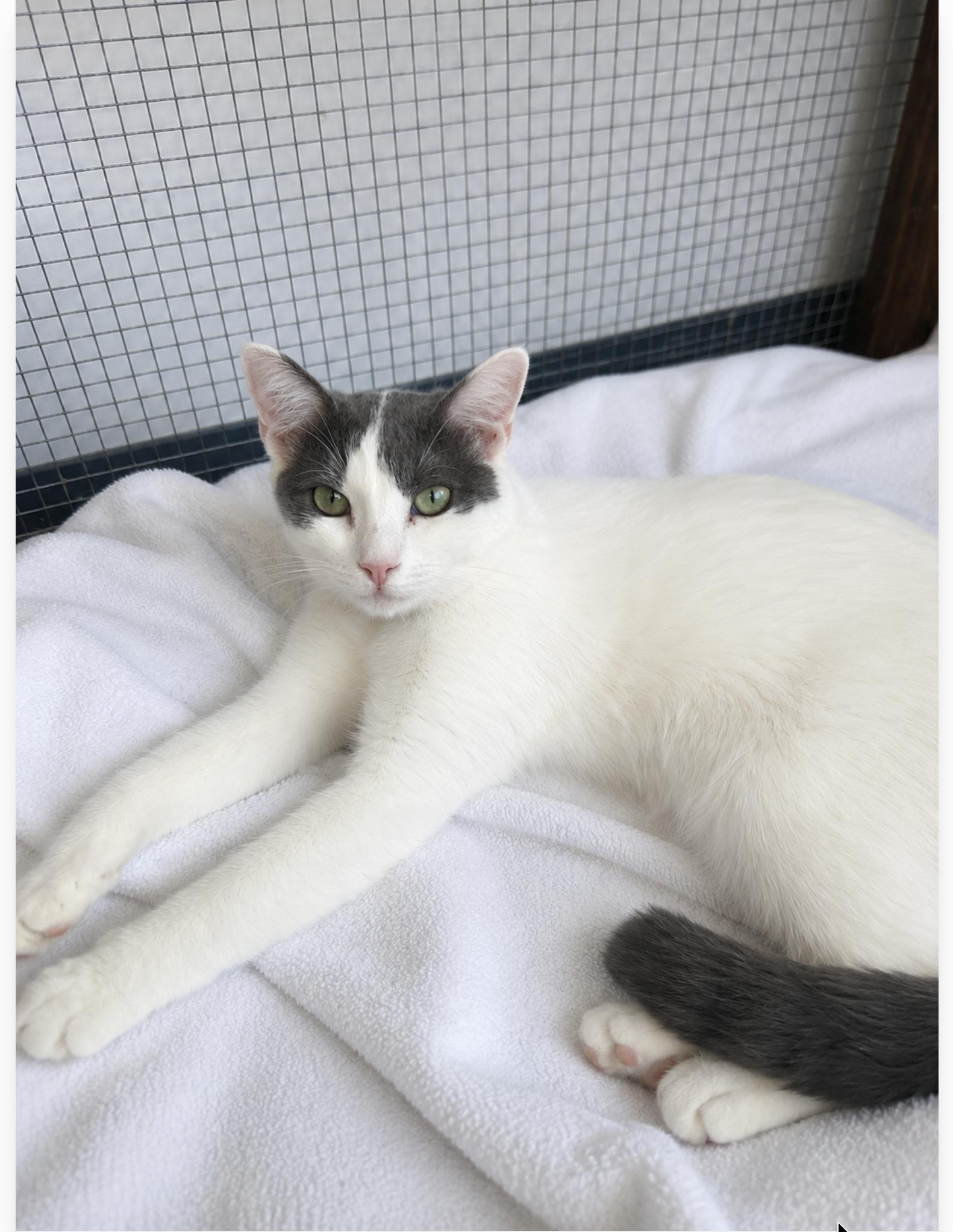 Piglet, an adopted Domestic Short Hair in Orange, CA image 2/4