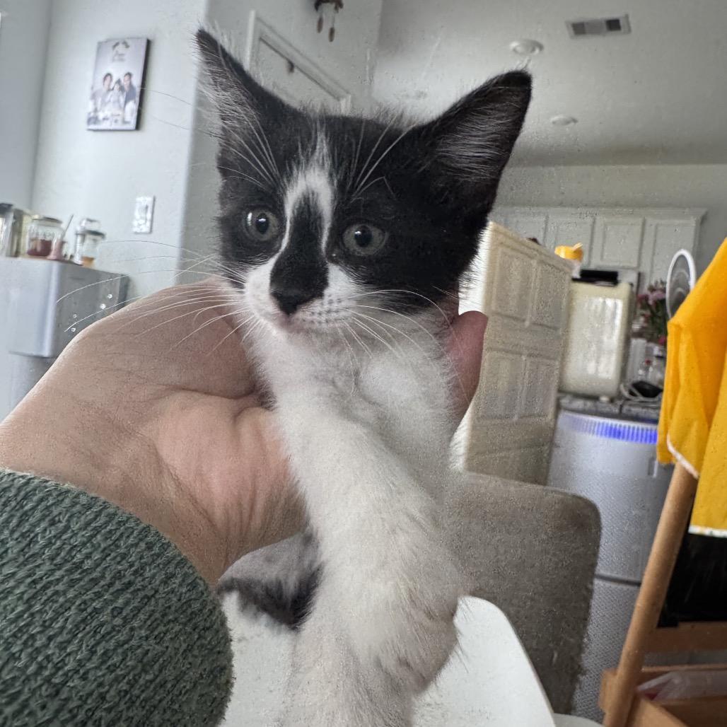 Enlarge Lauren, a Adoptable Domestic Medium Hair in Katy, TX image 1/1