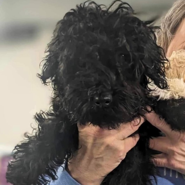 Zig, Adopted, Puppy Male Miniature Poodle.