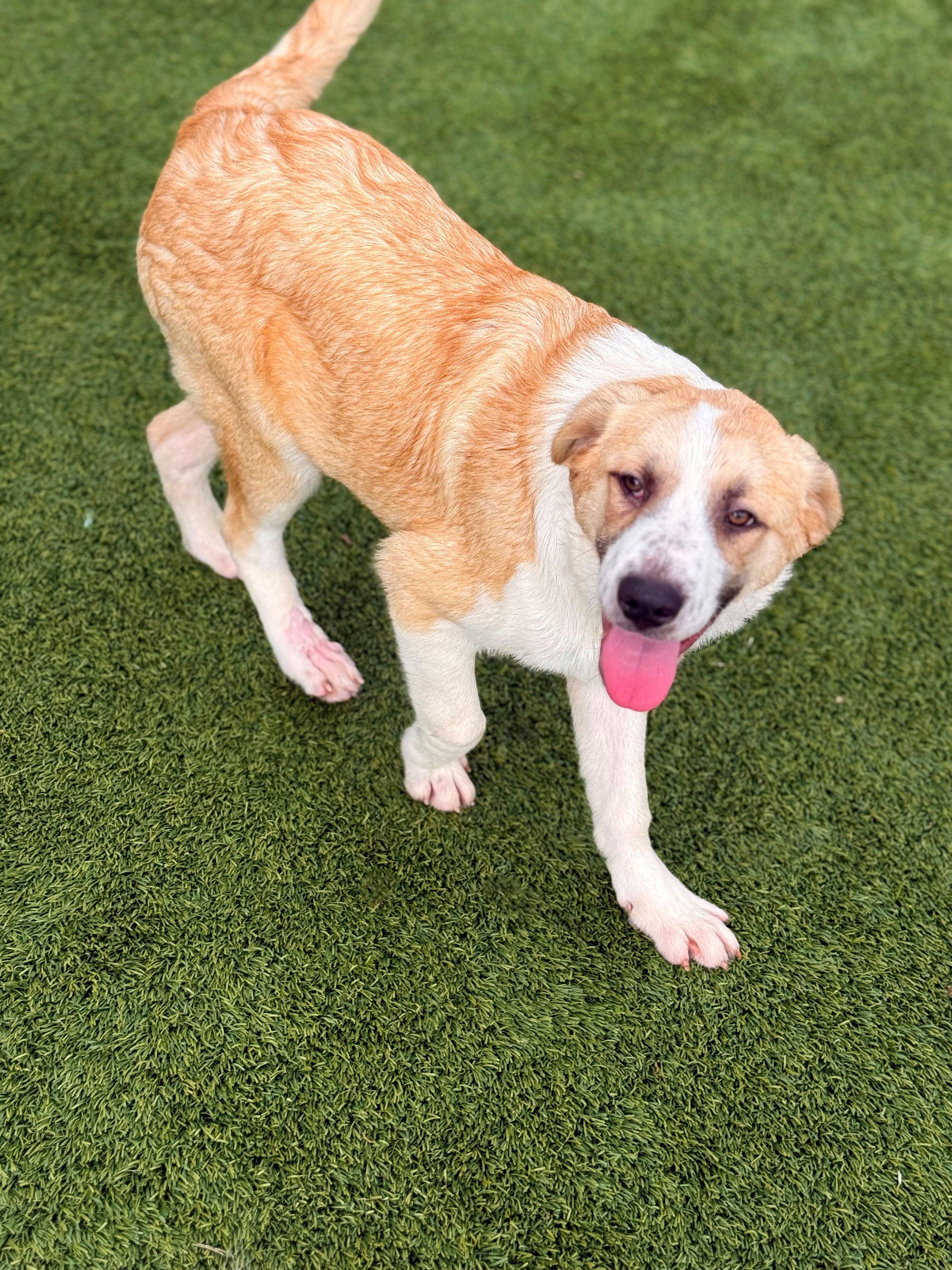 Enlarge Hawkeye  26C-70A, a ADOPTABLE mixed breed in Rogers, AR image 1/1