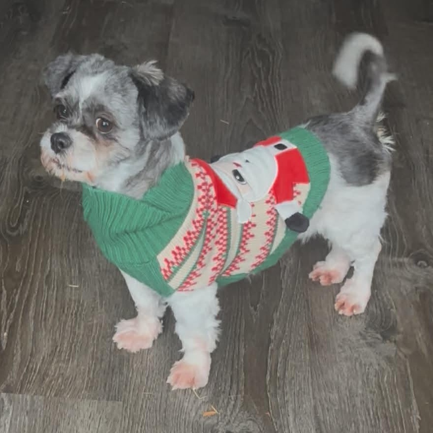 Viola, a Adoptable Shih Tzu image 2/5