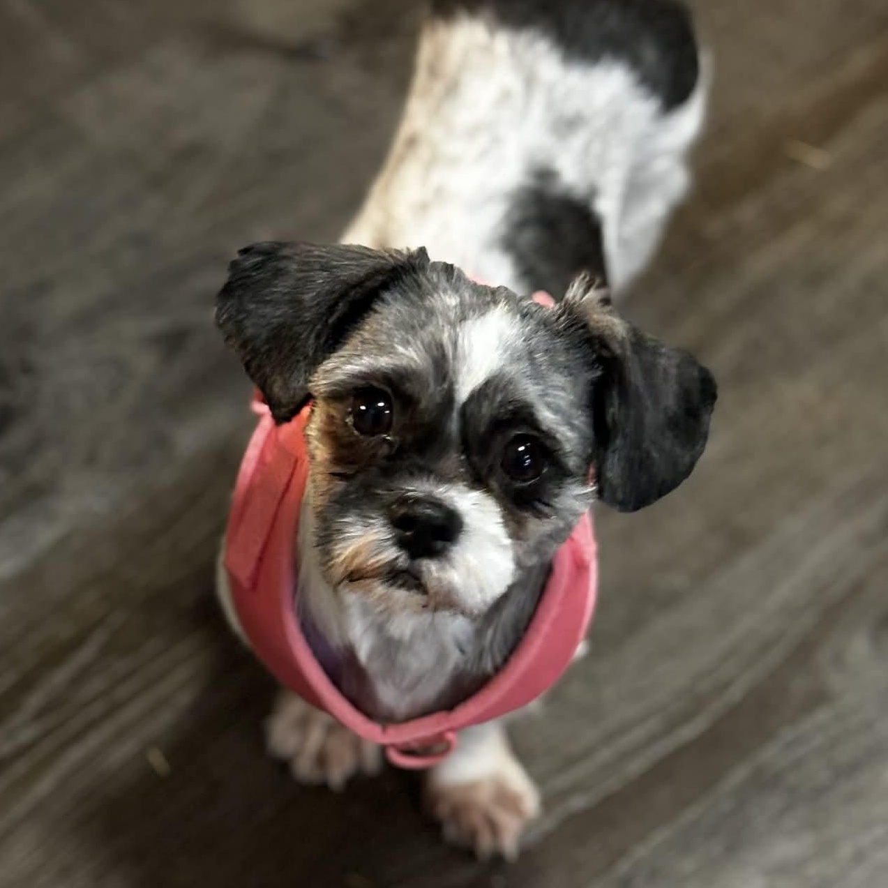 Viola, Adoptable, Adult Female Shih Tzu.