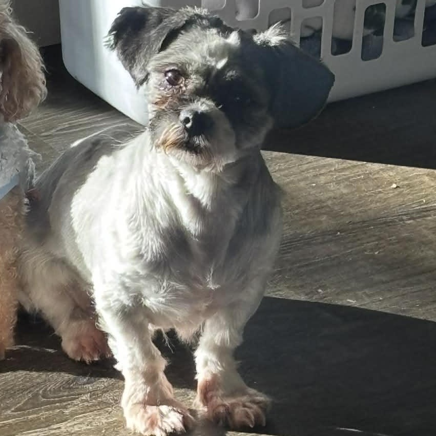 Viola, a Adoptable Shih Tzu image 3/5