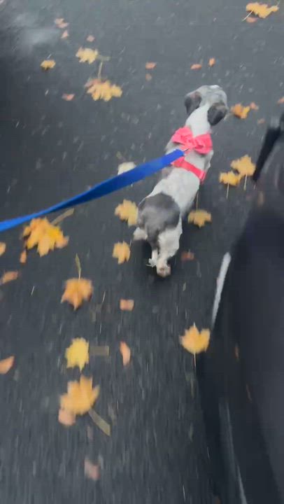 Enlarge Viola, an adoption pending Shih Tzu in Rochester, NY video 5/5