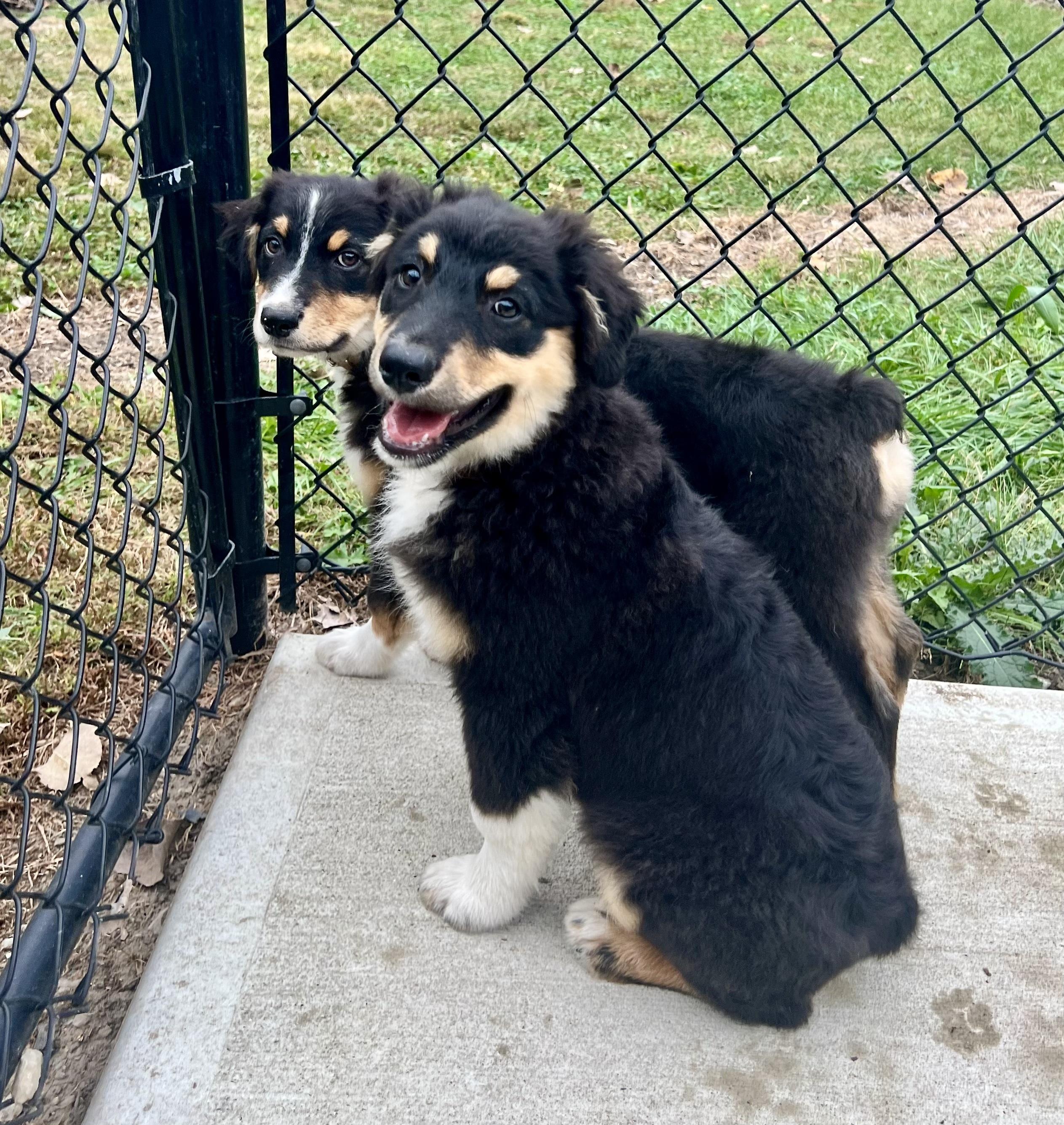 Enlarge Michael, a Adoptable Australian Shepherd in Whitestown, IN image 1/4
