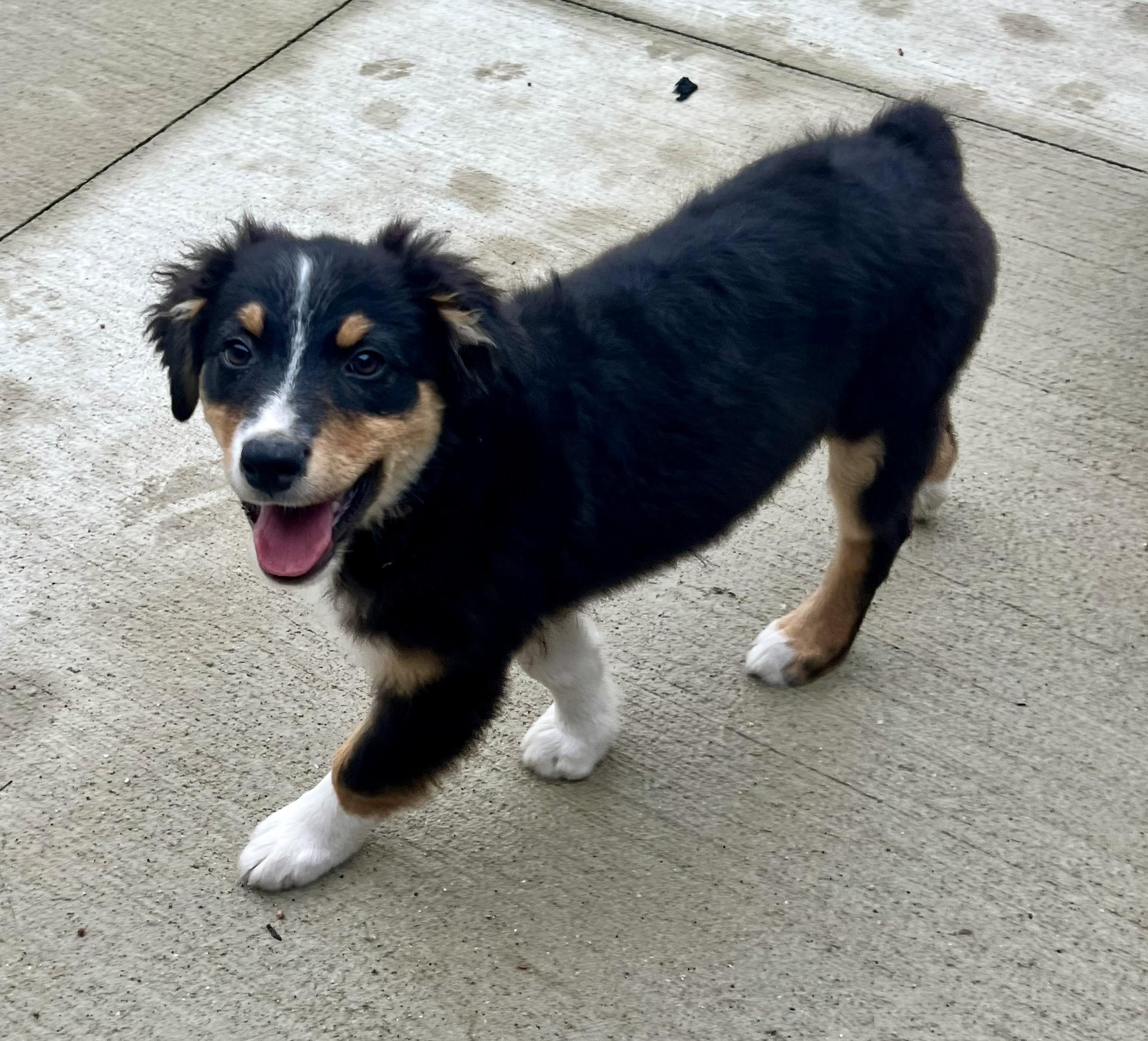 Enlarge Michael, a Adoptable Australian Shepherd in Whitestown, IN image 2/4