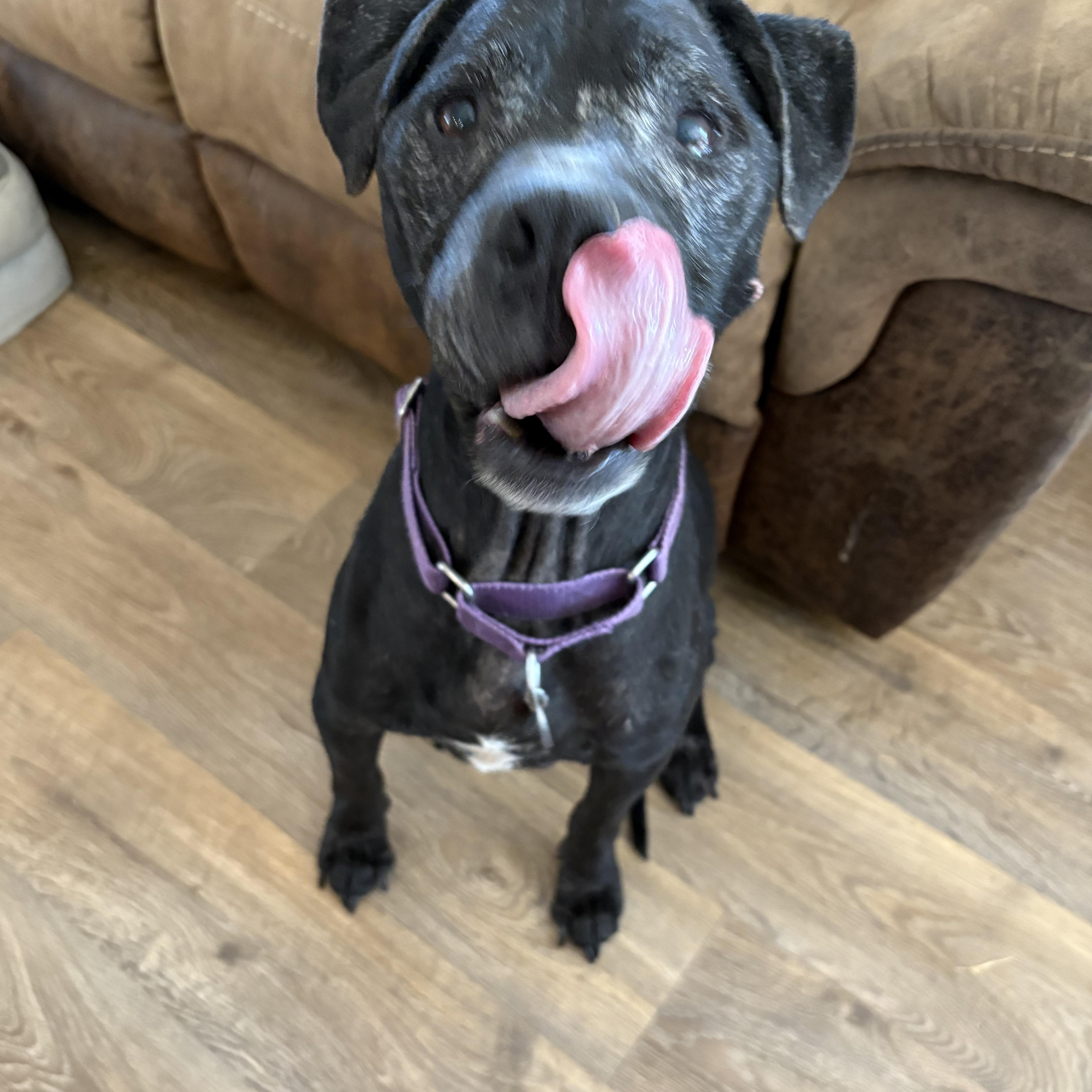 Enlarge Dakota, a Adoptable mixed breed in greer, SC image 1/3